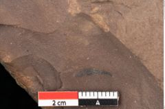 Foto (Detailsansicht) von Quercus palaeoilex Ettingshausen (NHMW-GEO-2024-0188-0823)